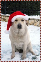 /album/dolly-jolly-amazing-love1/img-8460ujuj-jpg1/