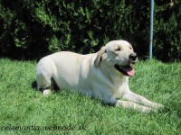 /album/dolly-jolly-amazing-love1/img-4160-jpg1/